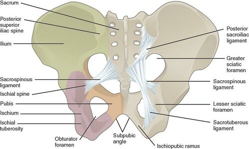 Identification of Ischial Spine