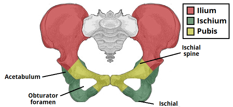 Functions of Ischial Spine