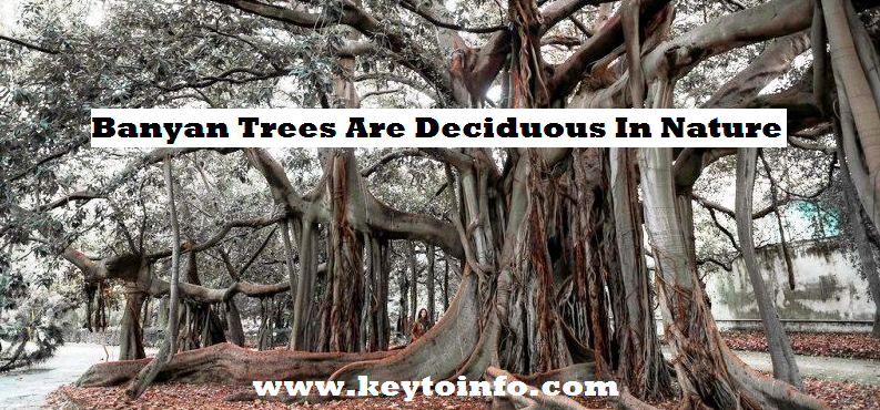 Banyan Trees Are Deciduous In Nature