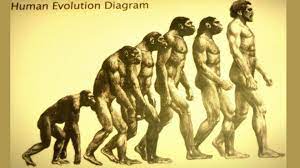 Evolution of walking