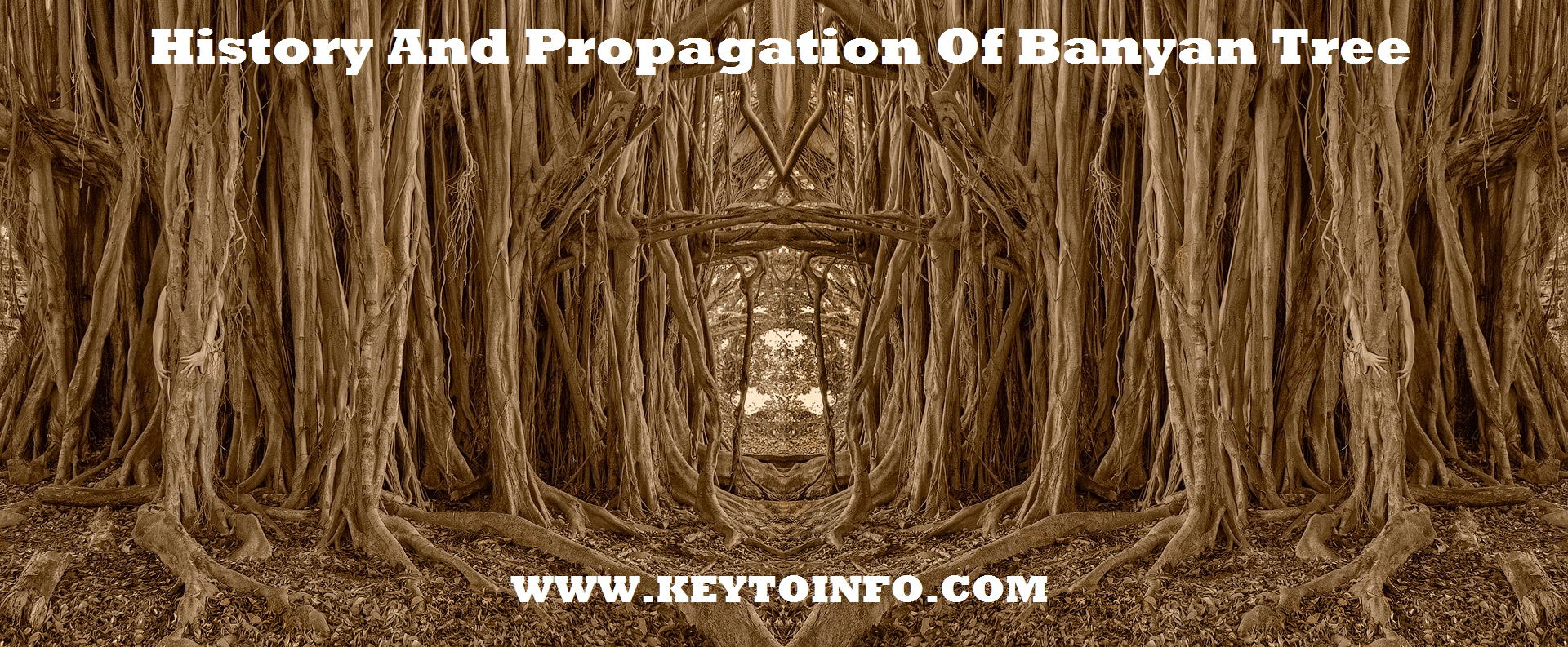 History And Propagation Of Banyan Tree