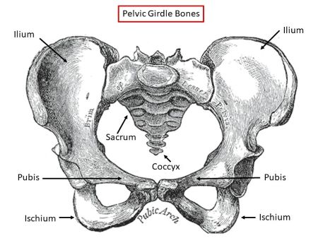 Coxal Bone in Ischial Spine