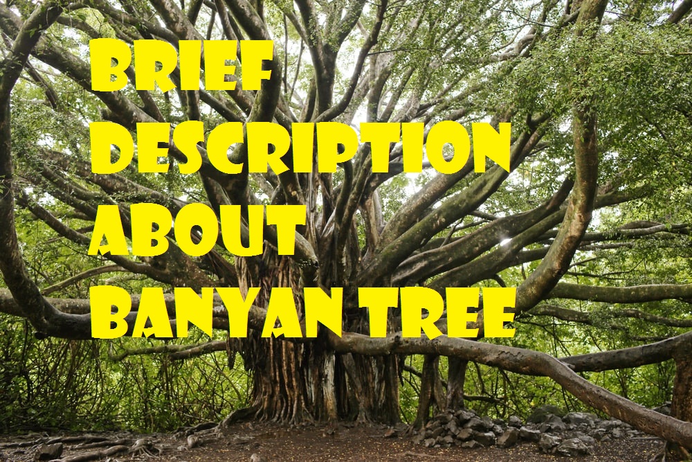 Brief Description About Banyan Tree