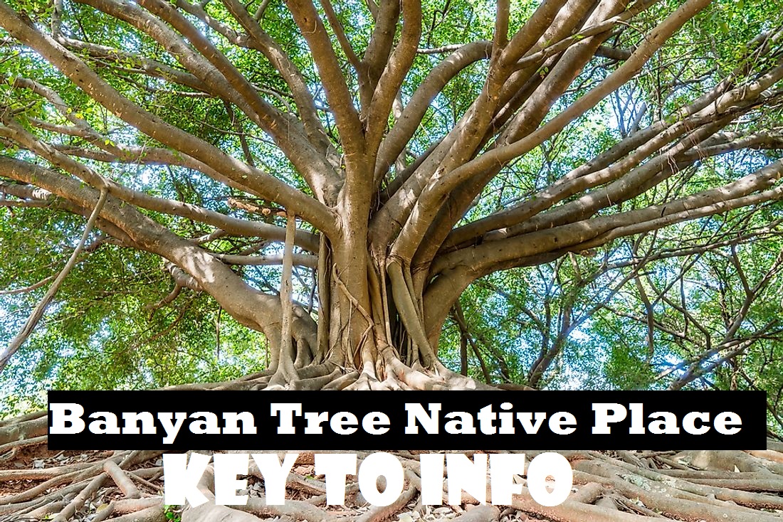 Banyan Tree Native Place
