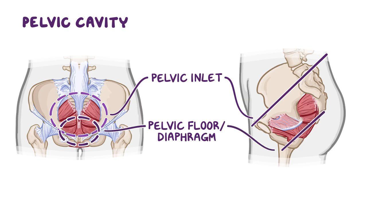 Pelvic Cavity