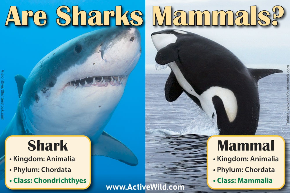 Are sharks are mammals