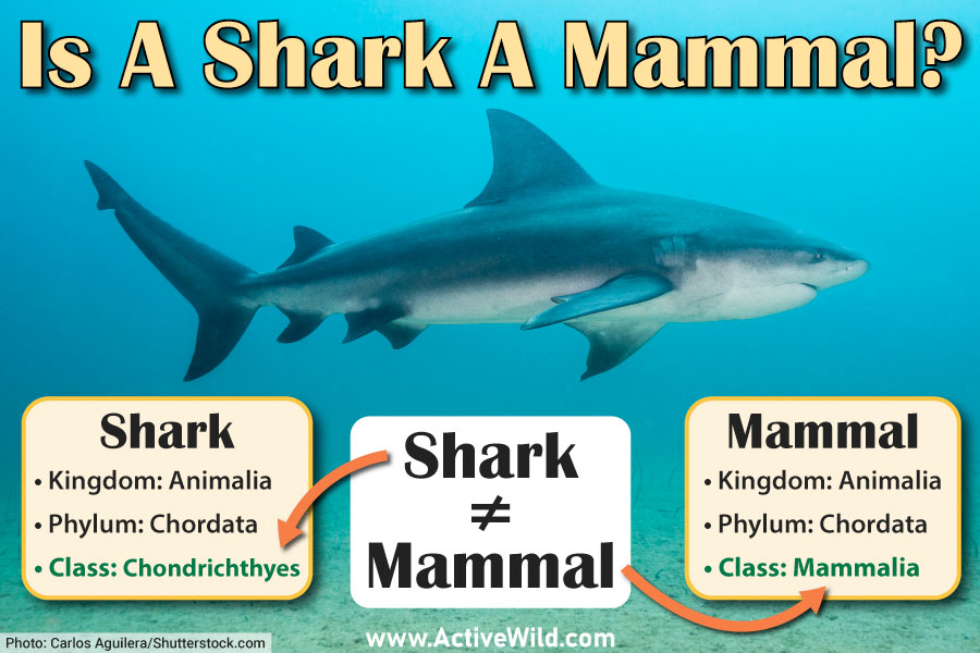 Differences Between Sharks And Mammals