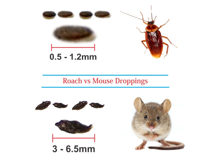 How To Identify Cockroach Poop