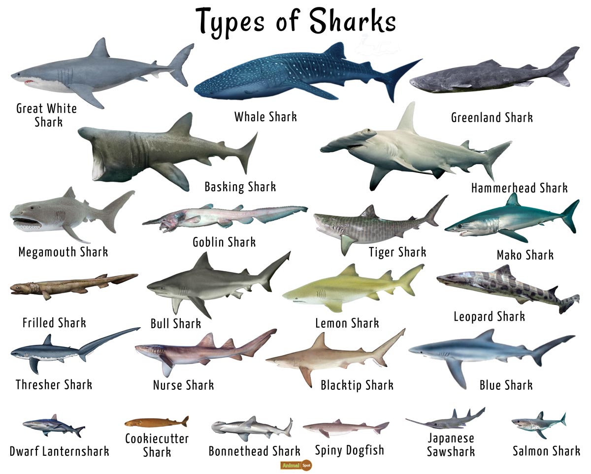 TYPES OF SHARKS
