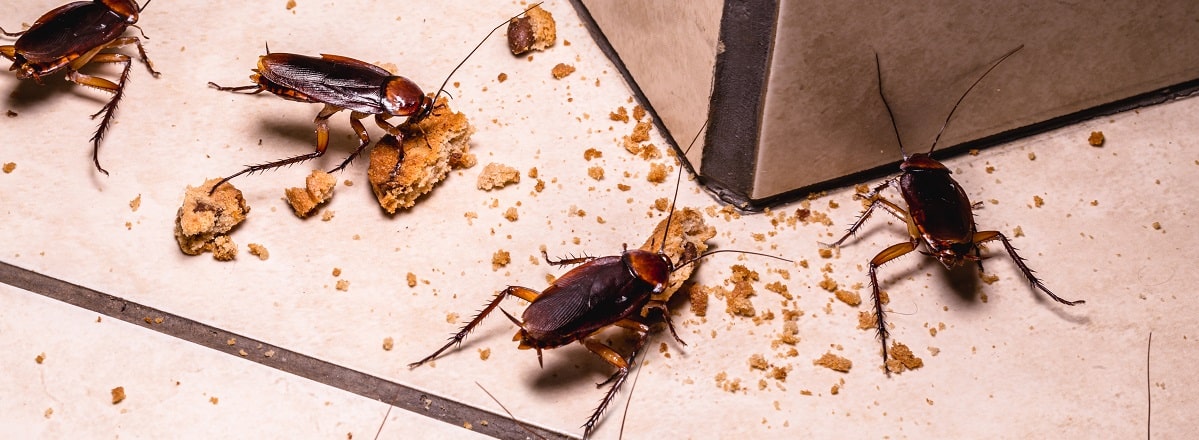 Places Where Cockroaches Defecate Their Poop