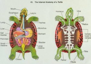 The Importance of a Turtle Without a Shell