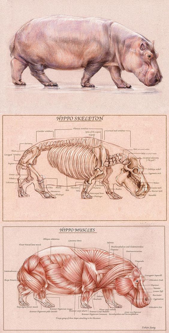 The Hippo Skull With Complete Description
