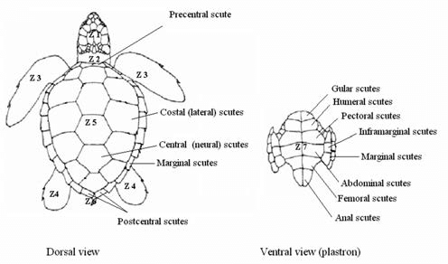 What Is The Function Of Turtle Shell