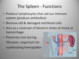 Size And Functions Of Spleen