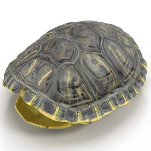 Why Turtle Shells Are Important