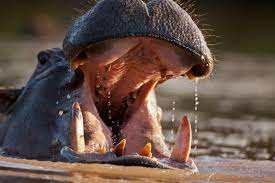 Hippo Skull Teeths Are Strongest Among Animals Kingdom