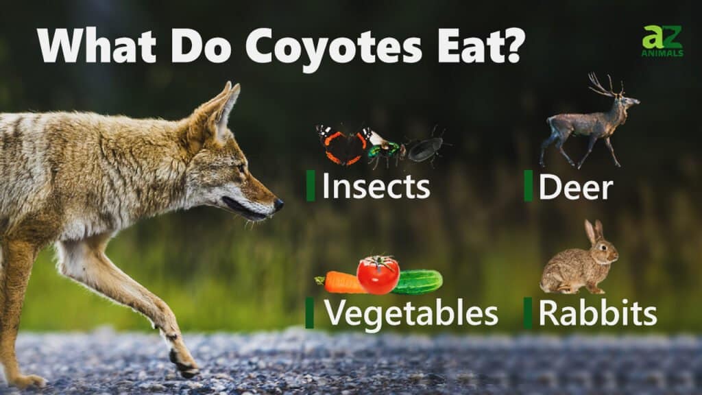 What Do Coyotes Eat?