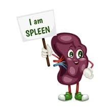 Spleen And Its Anatomy
