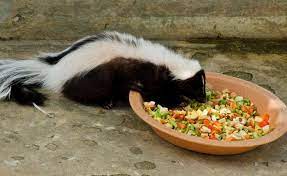 Do Skunks Eat Vegtables