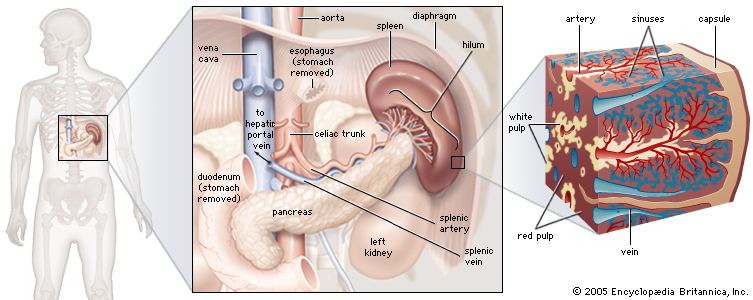 Spleen And Its Anatomy