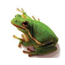 What Is American Green Tree Frog