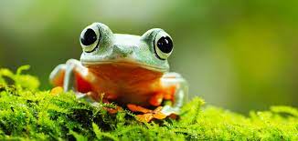 Choosing a Cute Frog Name