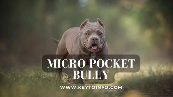 Things You Need to Know About the Micro Pocket Bully