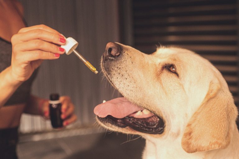 Know The Accurate CBD Dosing For Dogs To KeepThem Healthy