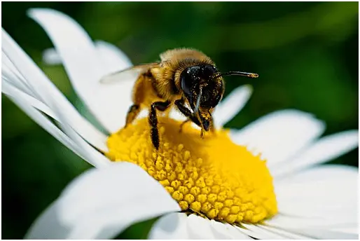 Some fun facts about pollination!