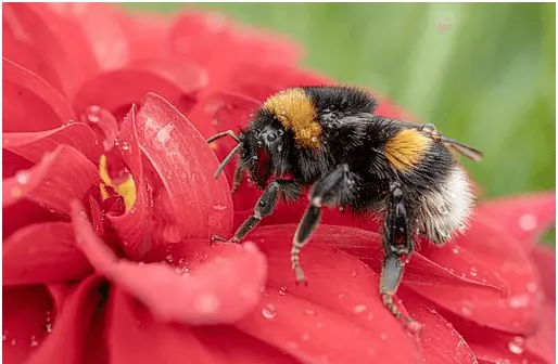 Understanding How Pollination Works