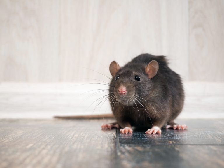 What to Do if You Find Rodent Droppings in Your Home?