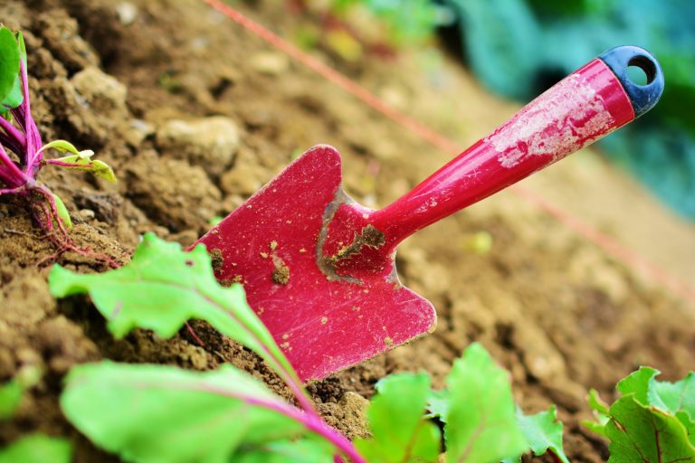5 Essential Gardening Tools for Your Backyard