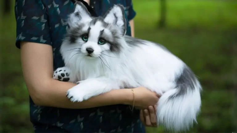 Canadian Marble Fox  | Everything You Need to Know