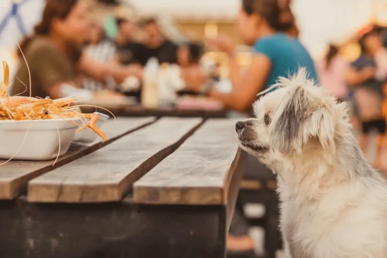 Can Dogs Eat Shrimp? Reveal Risks & 5 Tasty Alternatives!”
